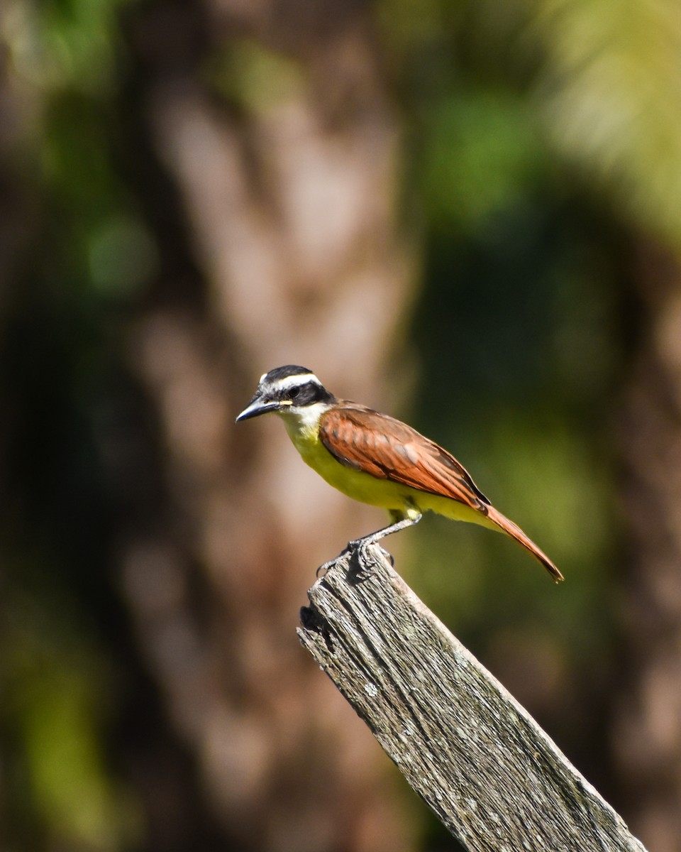 Great Kiskadee - ML620703515