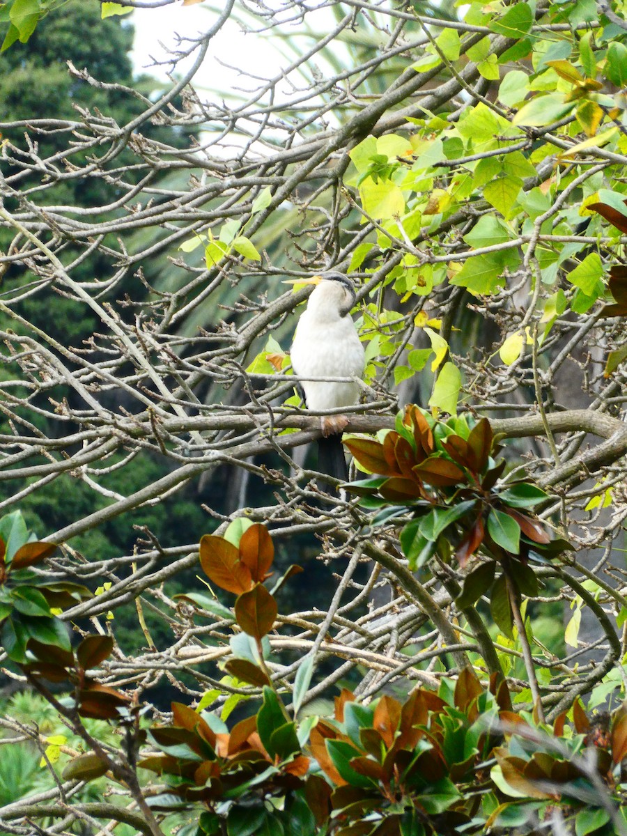 Anhinga Australiana - ML620703516