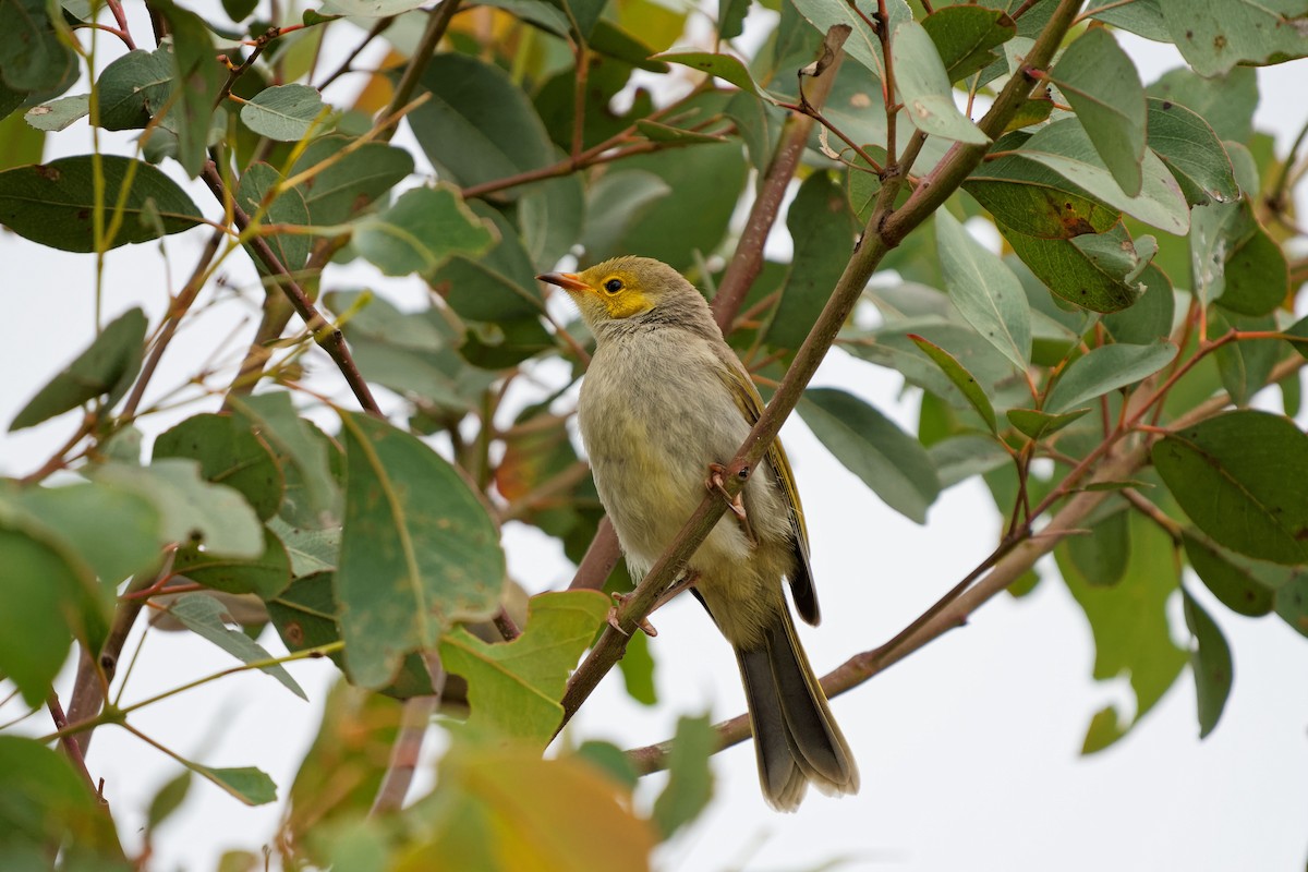 White-plumed Honeyeater - ML620703517