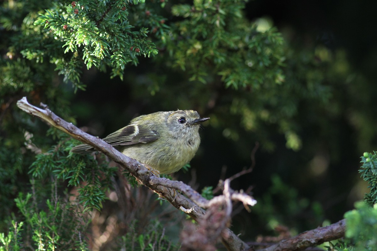 Goldcrest (Western Azores) - ML620703518