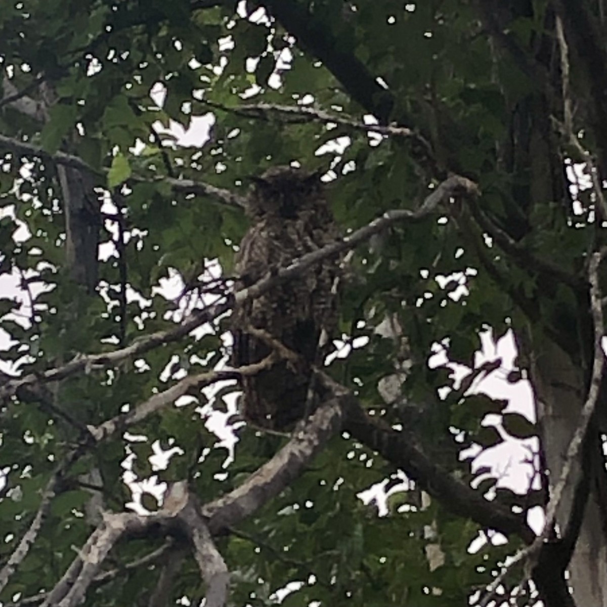 Great Horned Owl - ML620703520