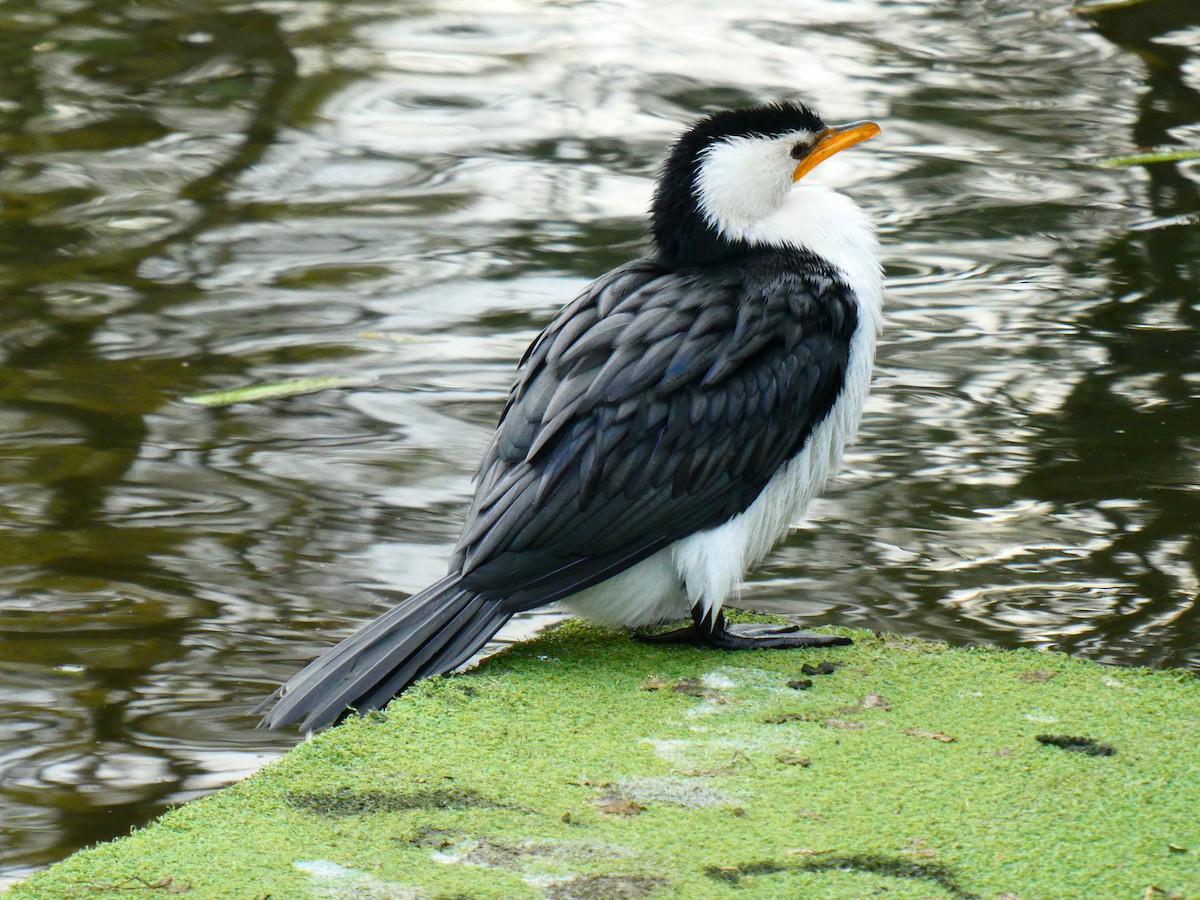 Little Pied Cormorant - ML620703523