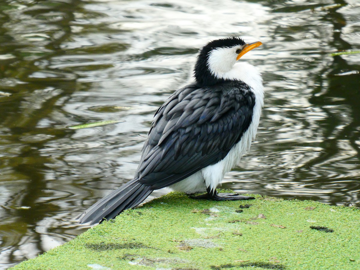 Little Pied Cormorant - ML620703526