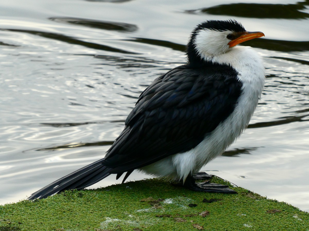 Little Pied Cormorant - ML620703527