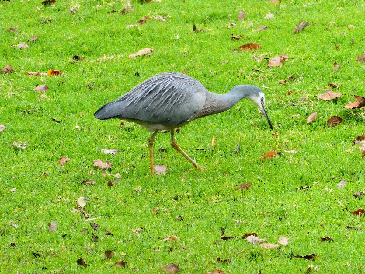 White-faced Heron - ML620703531