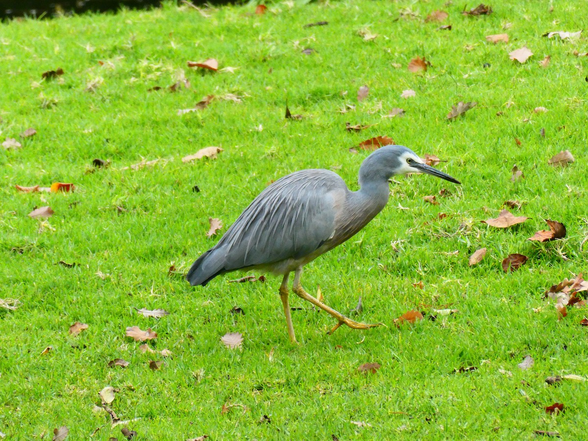 White-faced Heron - ML620703533