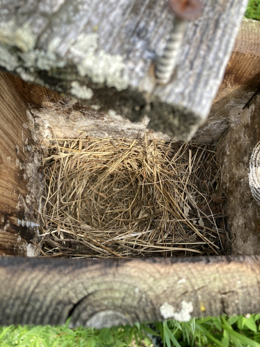 Eastern Bluebird - ML620703539