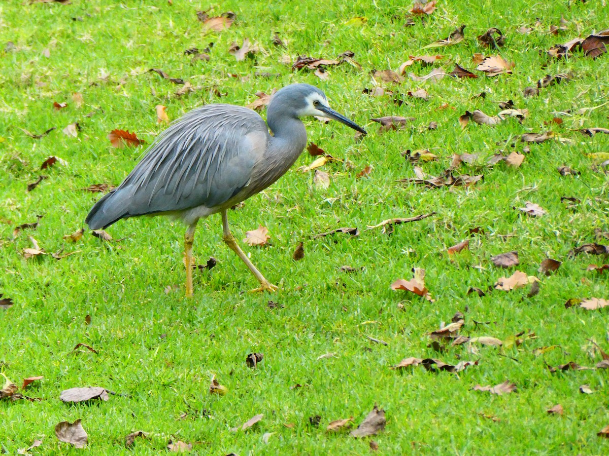 White-faced Heron - ML620703540