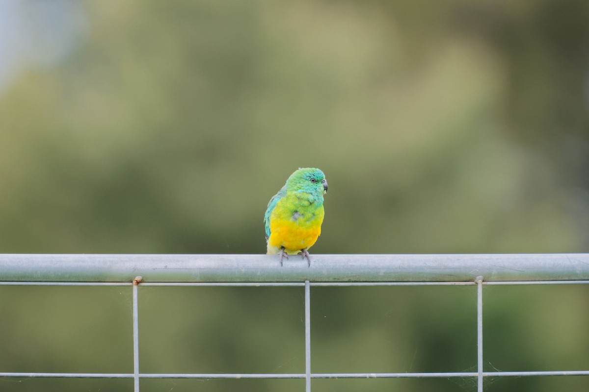 Red-rumped Parrot - ML620703541