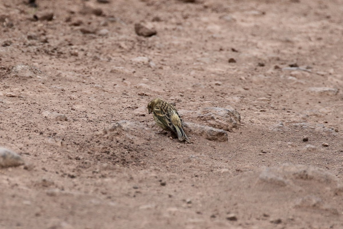 Serin des Canaries - ML620703542