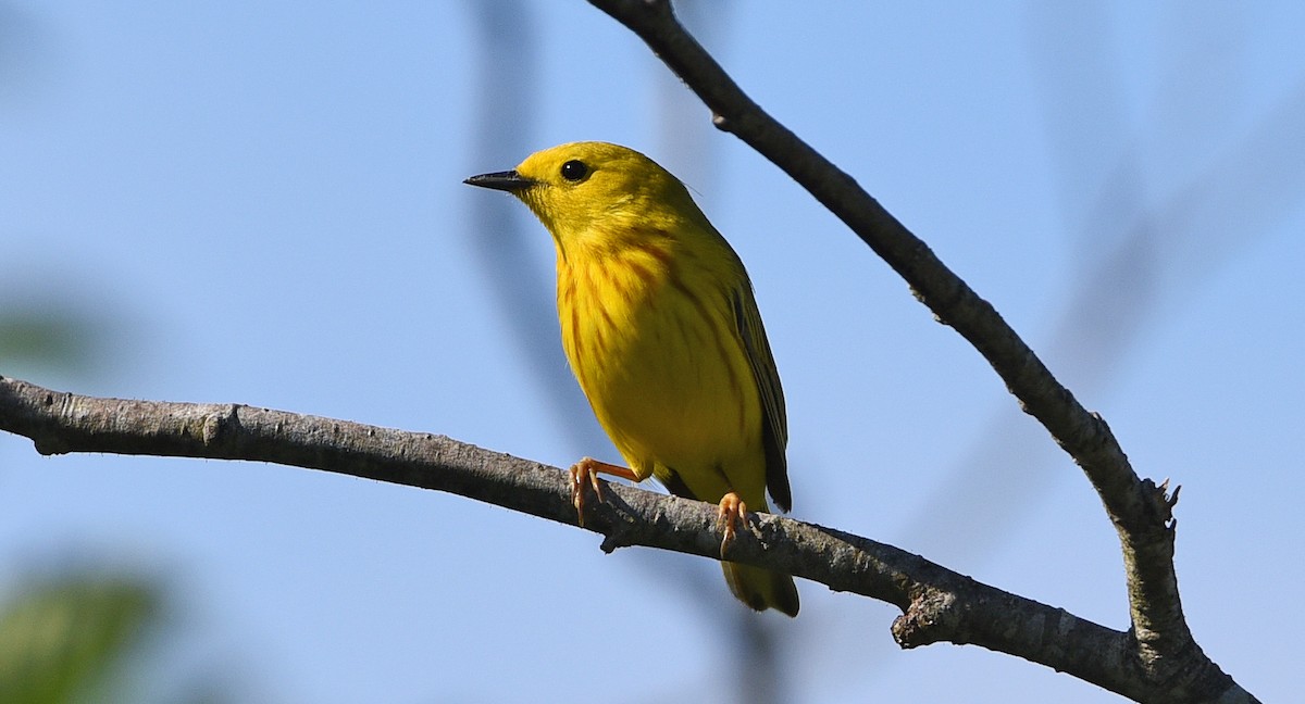 Yellow Warbler - ML620703543