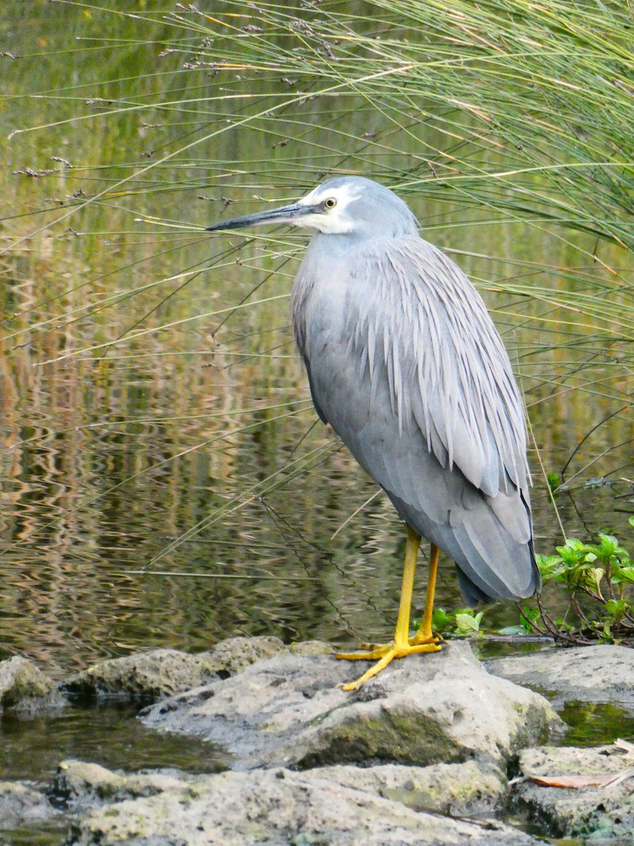 White-faced Heron - ML620703545