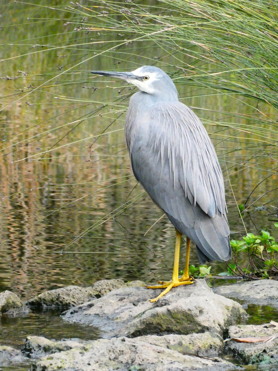 White-faced Heron - ML620703548