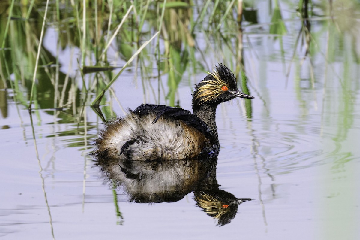 Eared Grebe - ML620703550