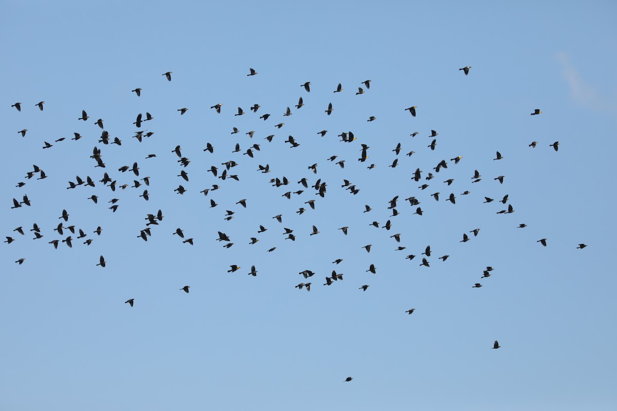 Yellow-headed Blackbird - ML620703551