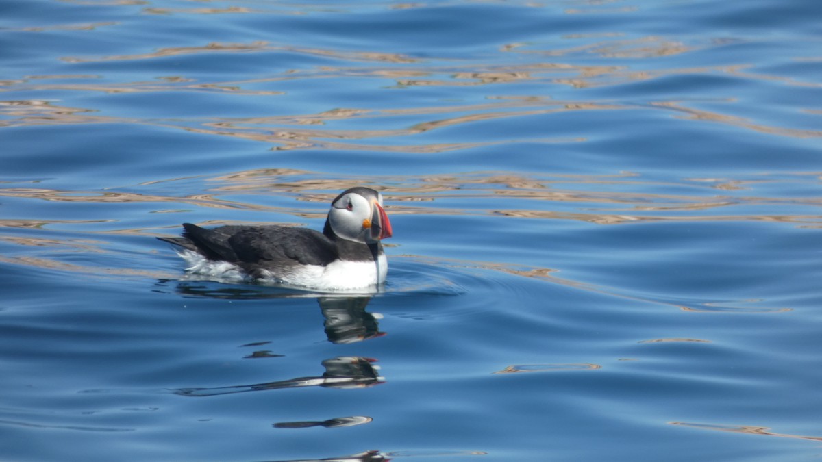 Atlantic Puffin - John Slotterback