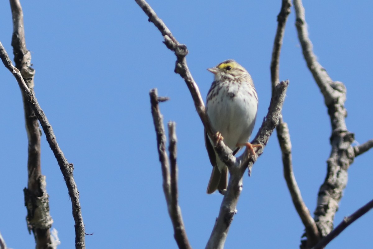 Savannah Sparrow - ML620703553