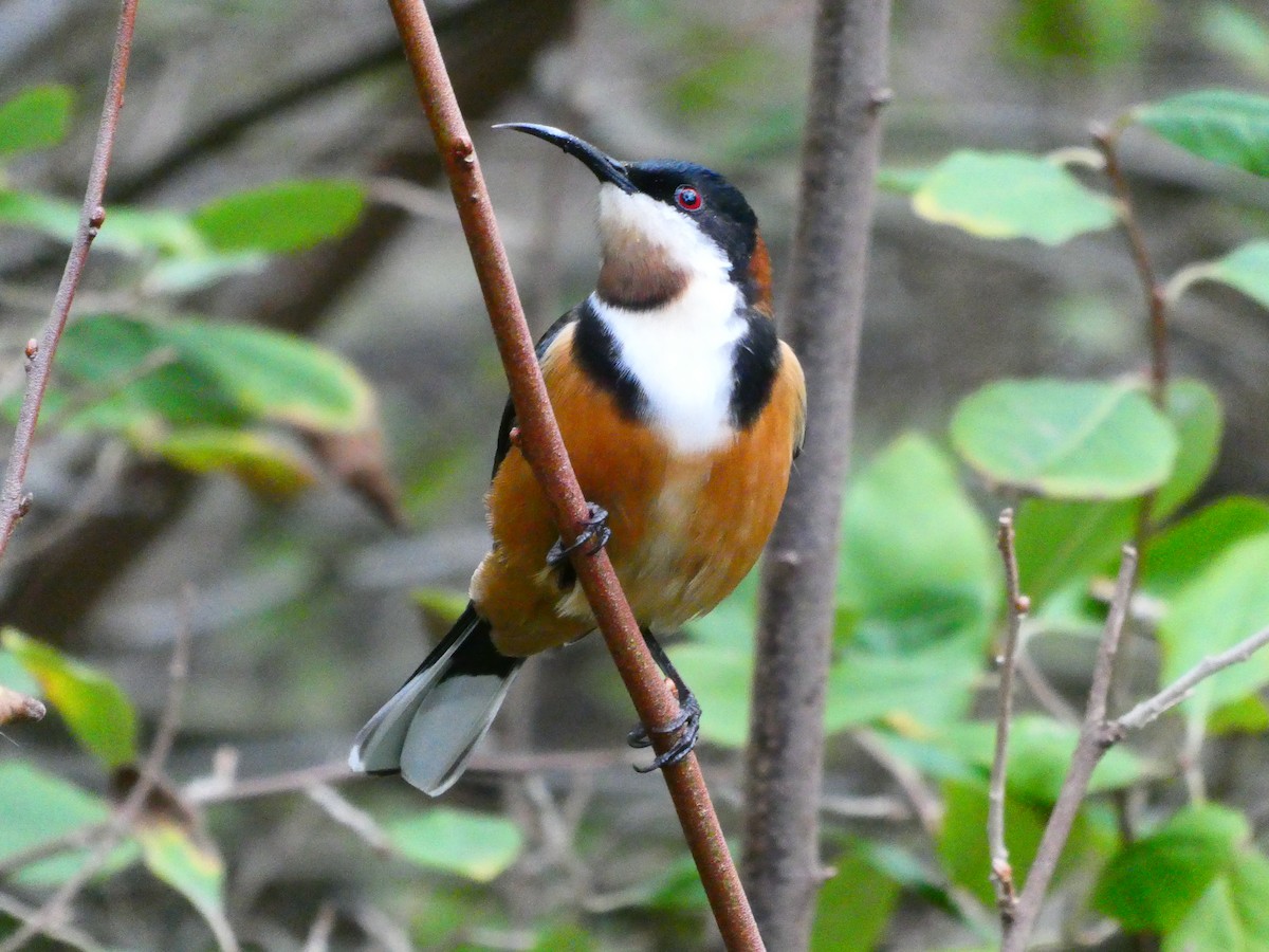 Eastern Spinebill - ML620703554