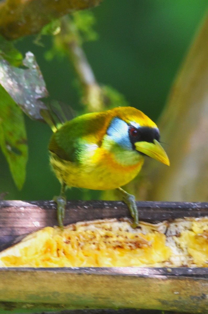 Red-headed Barbet - ML620703556