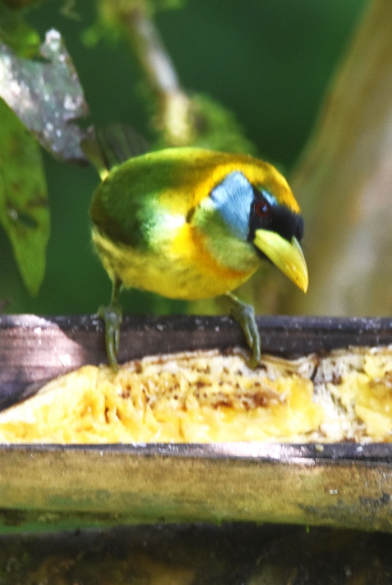 Red-headed Barbet - ML620703557