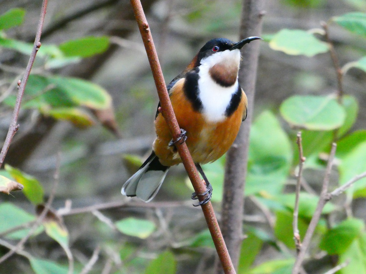 Eastern Spinebill - ML620703558