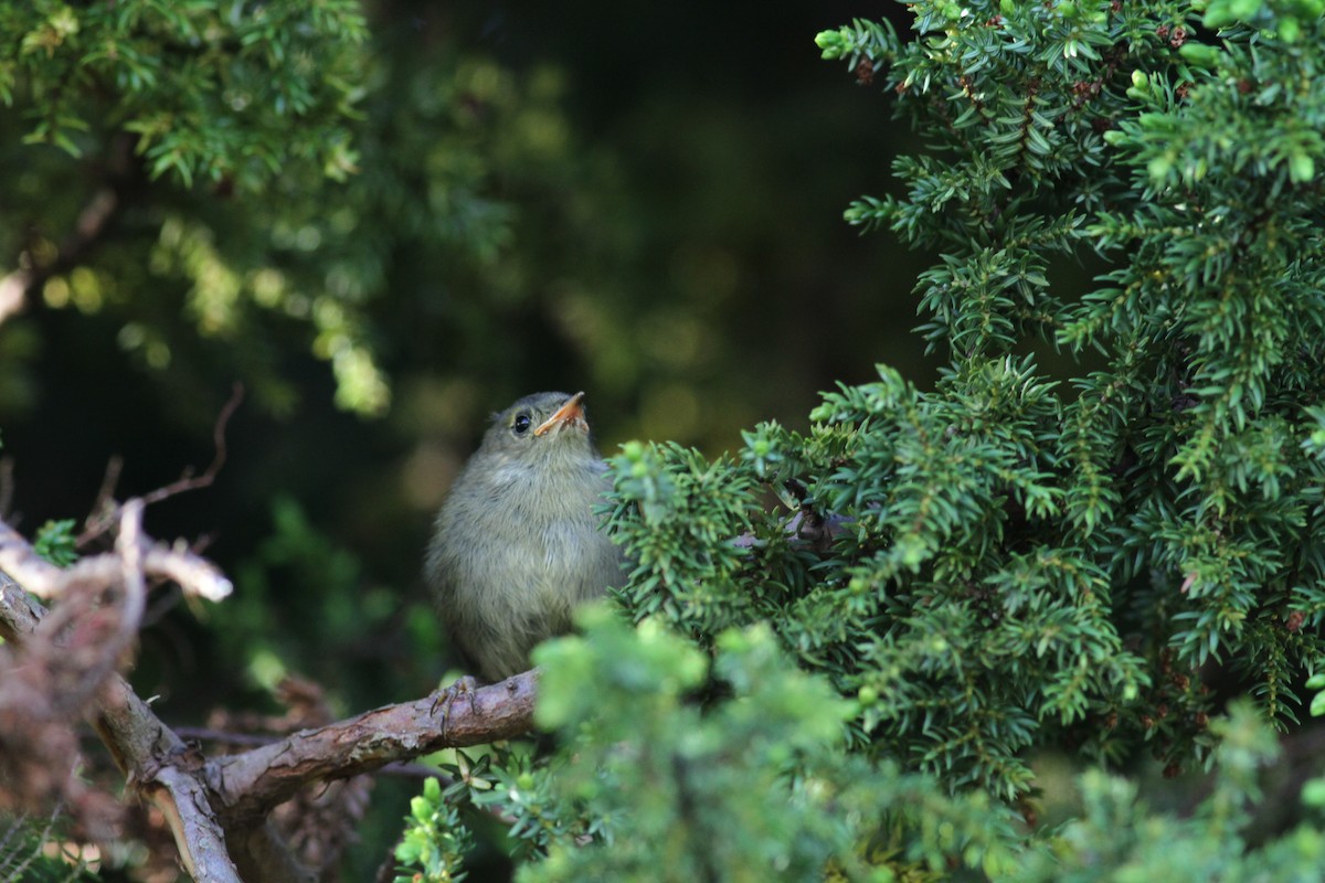 Goldcrest (Western Azores) - ML620703559