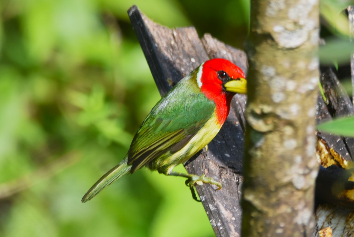 Red-headed Barbet - ML620703560