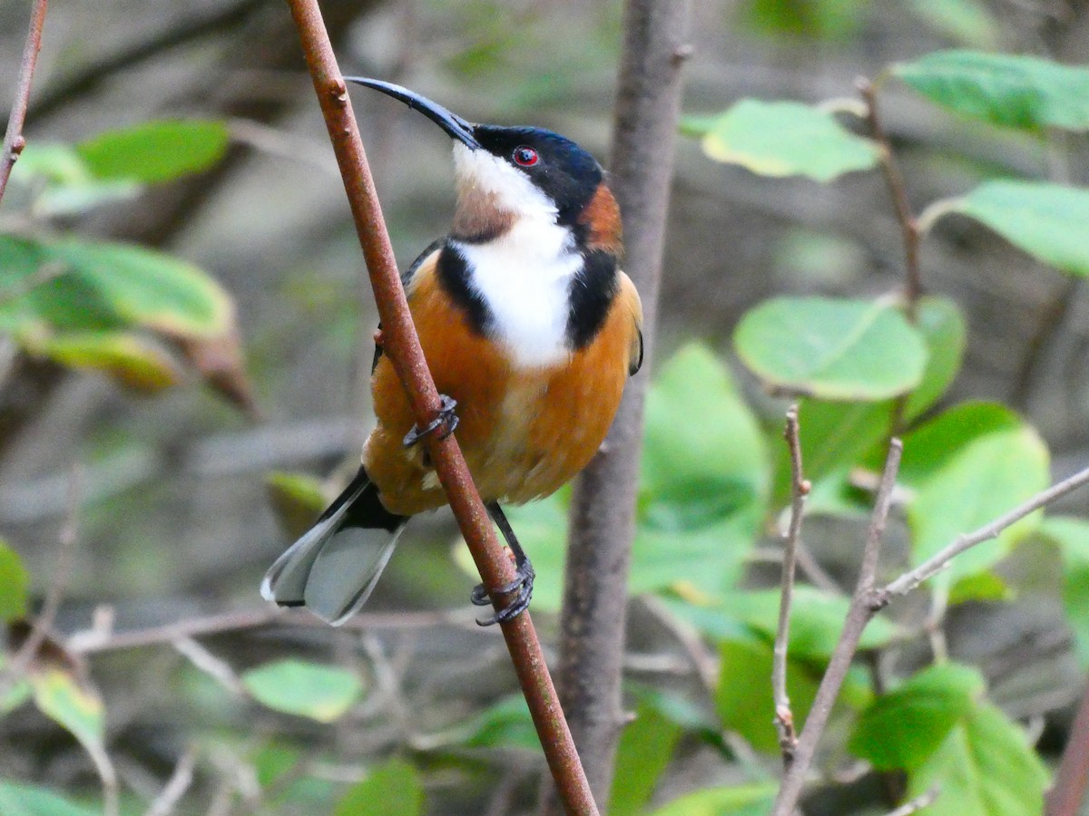 Eastern Spinebill - ML620703561