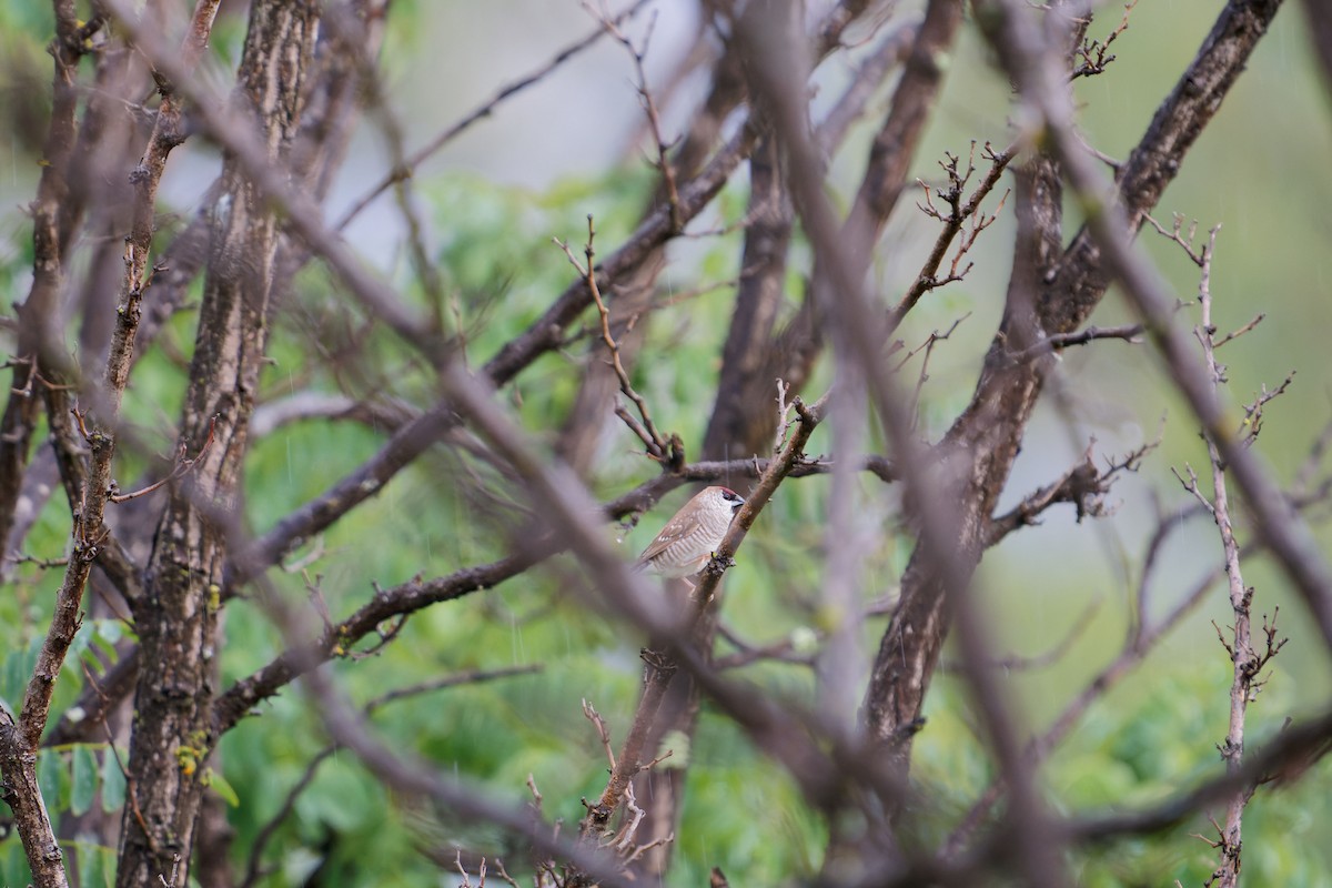 Plum-headed Finch - ML620703562