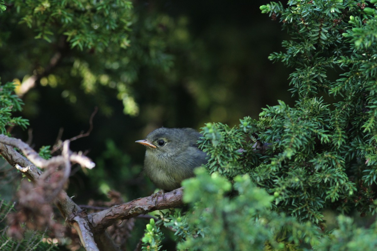 Goldcrest (Western Azores) - ML620703563