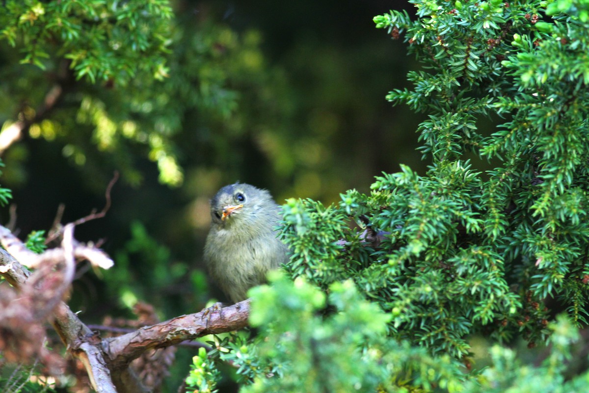 Goldcrest (Western Azores) - ML620703564