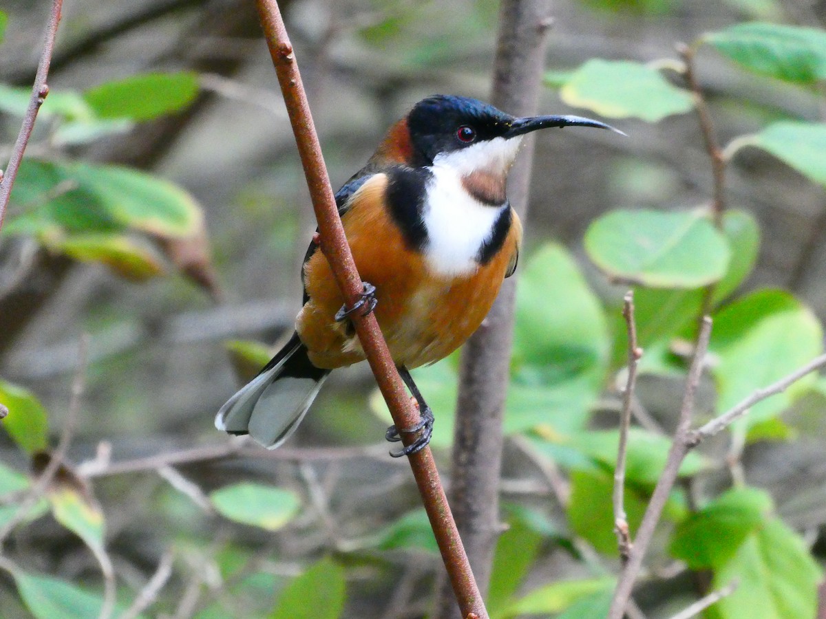 Eastern Spinebill - ML620703565