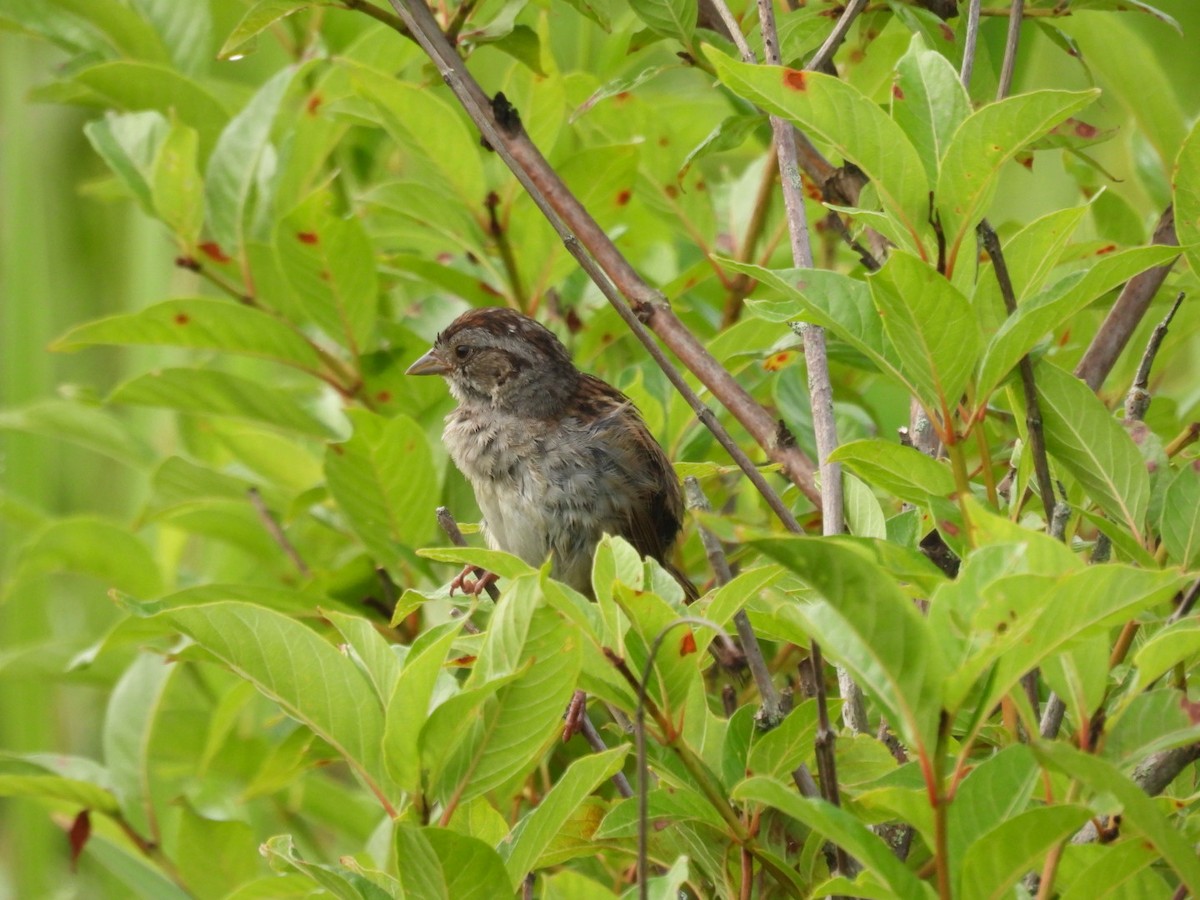 Swamp Sparrow - ML620703566