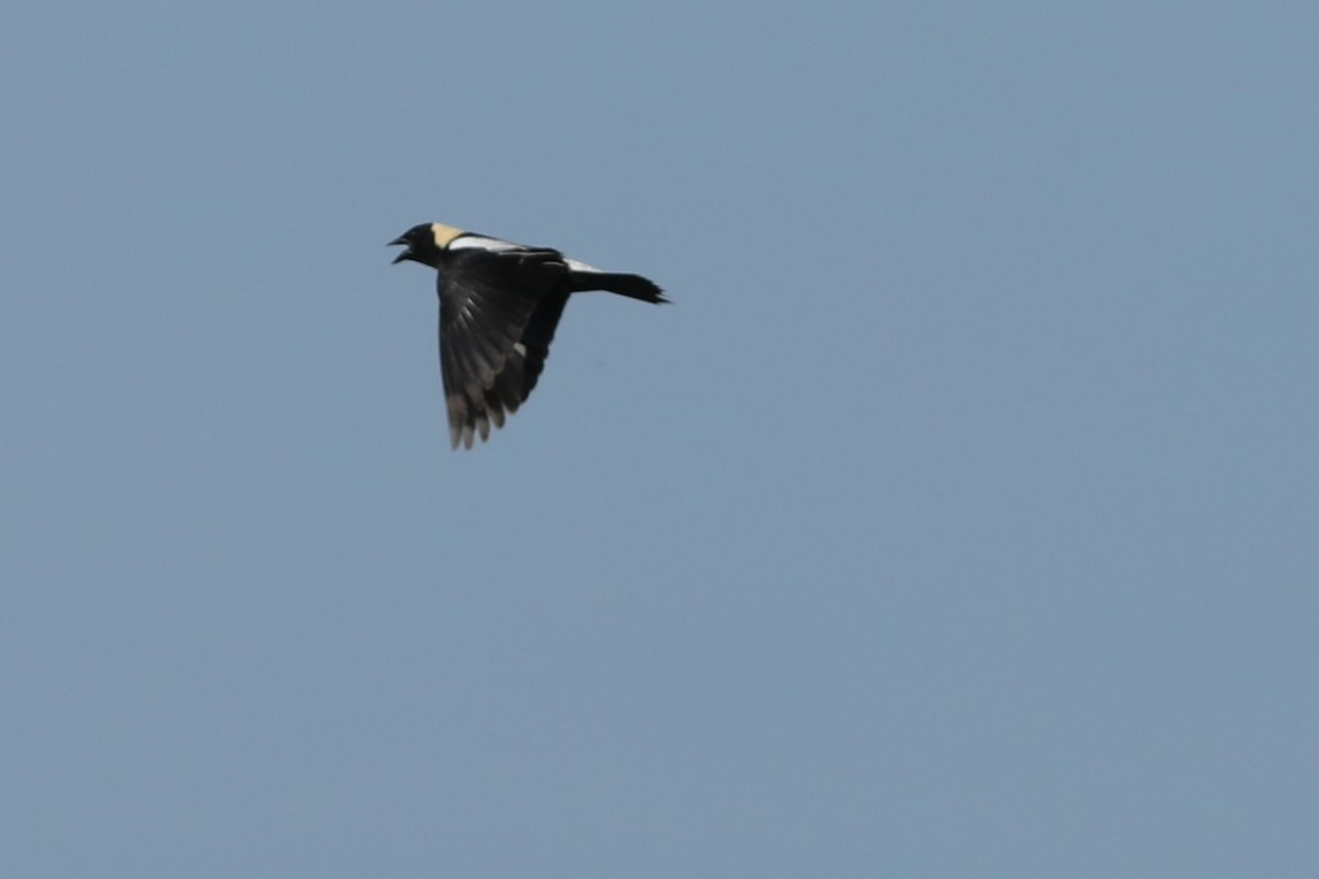 bobolink americký - ML620703567