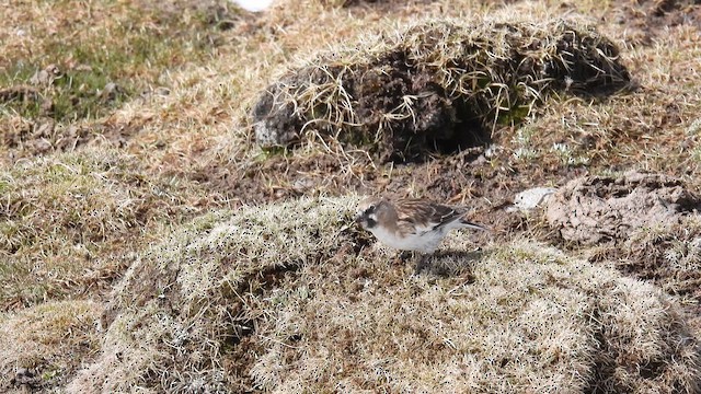 Tibetan Snowfinch - ML620703568