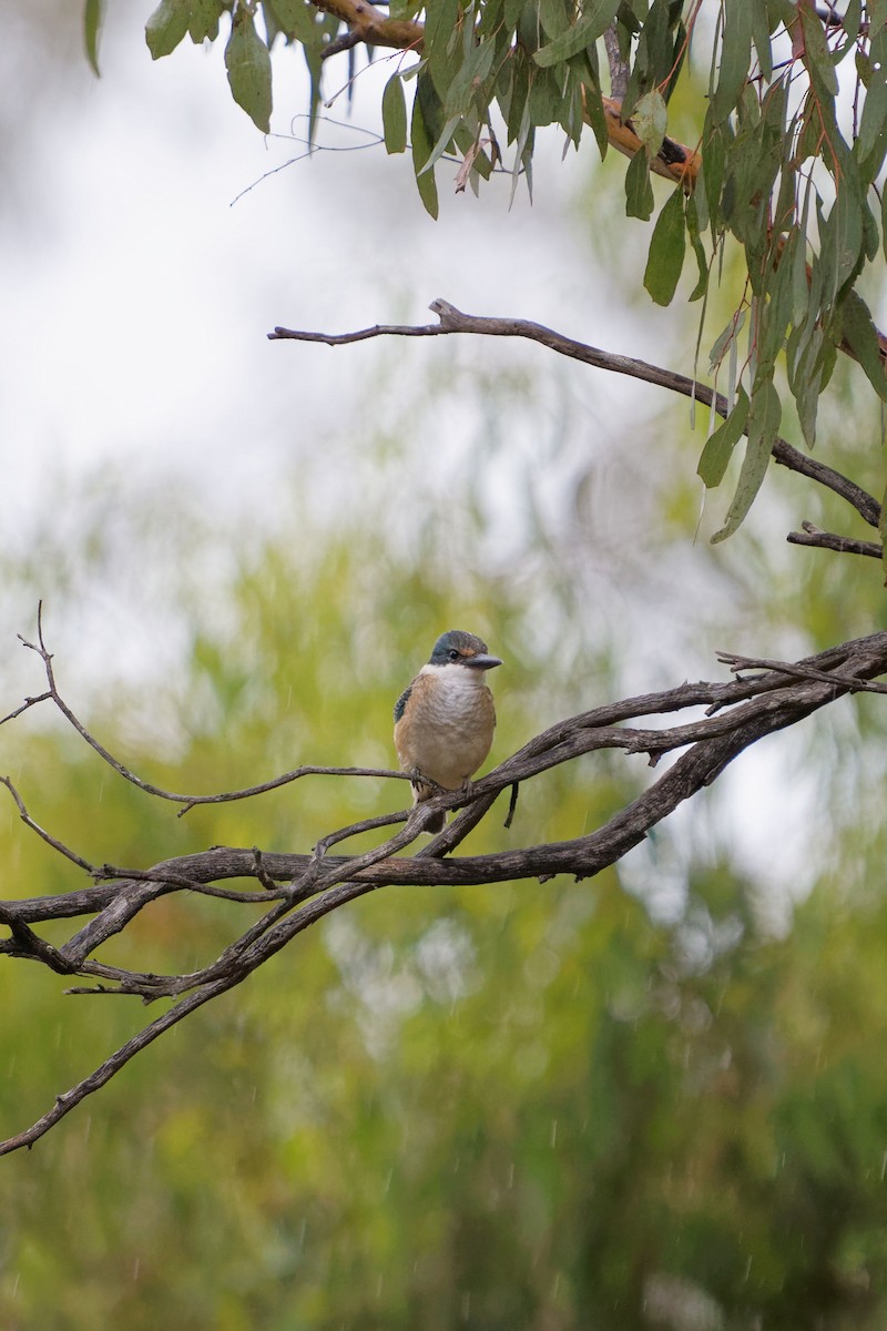 Sacred Kingfisher - ML620703569