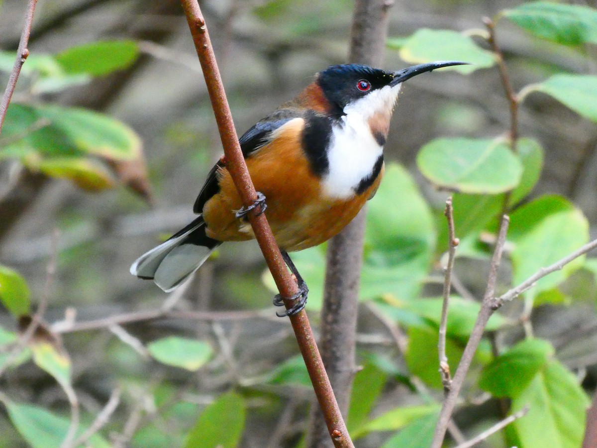 Eastern Spinebill - ML620703570