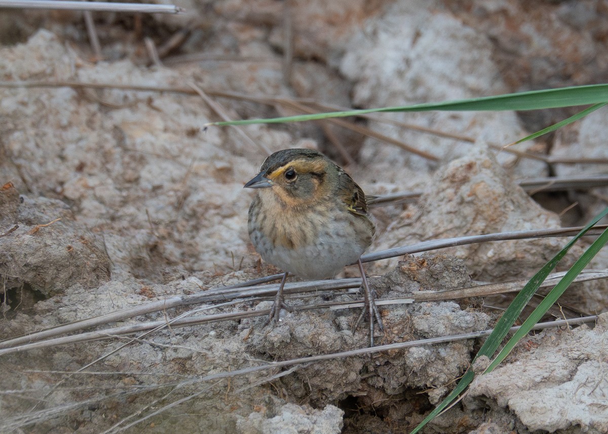 Nelson's Sparrow - ML620703571