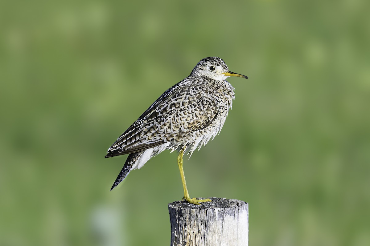 Upland Sandpiper - ML620703572