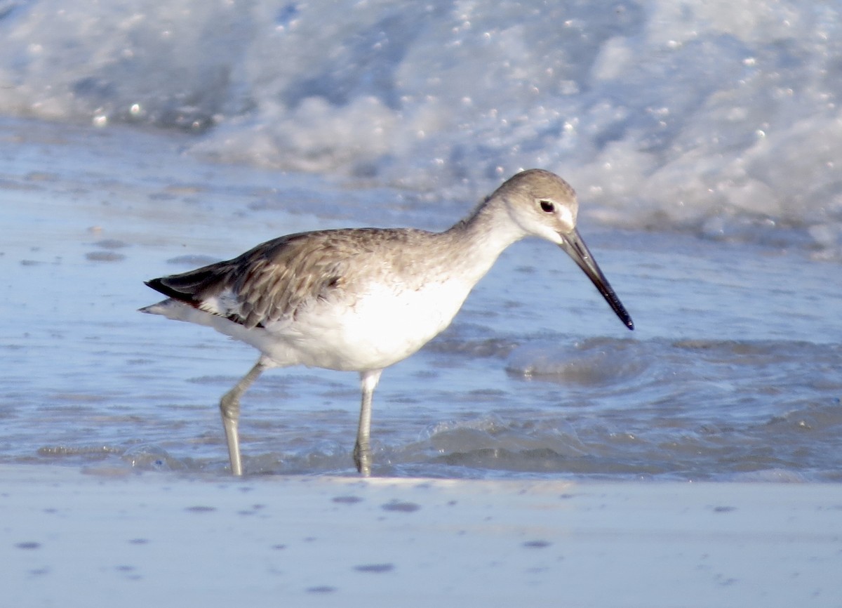 Willet - ML620703574