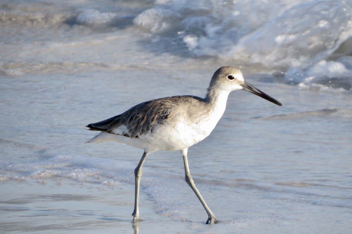 Willet - ML620703575