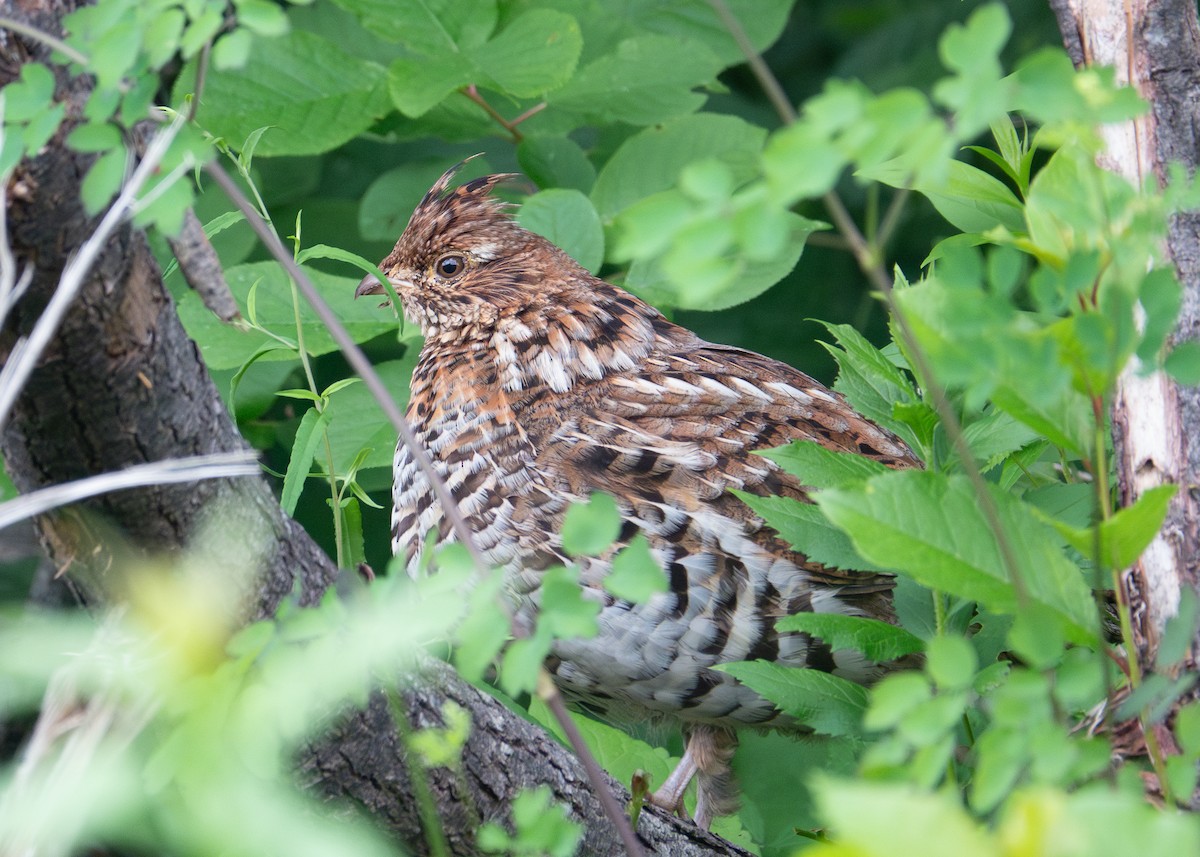 Ruffed Grouse - ML620703577