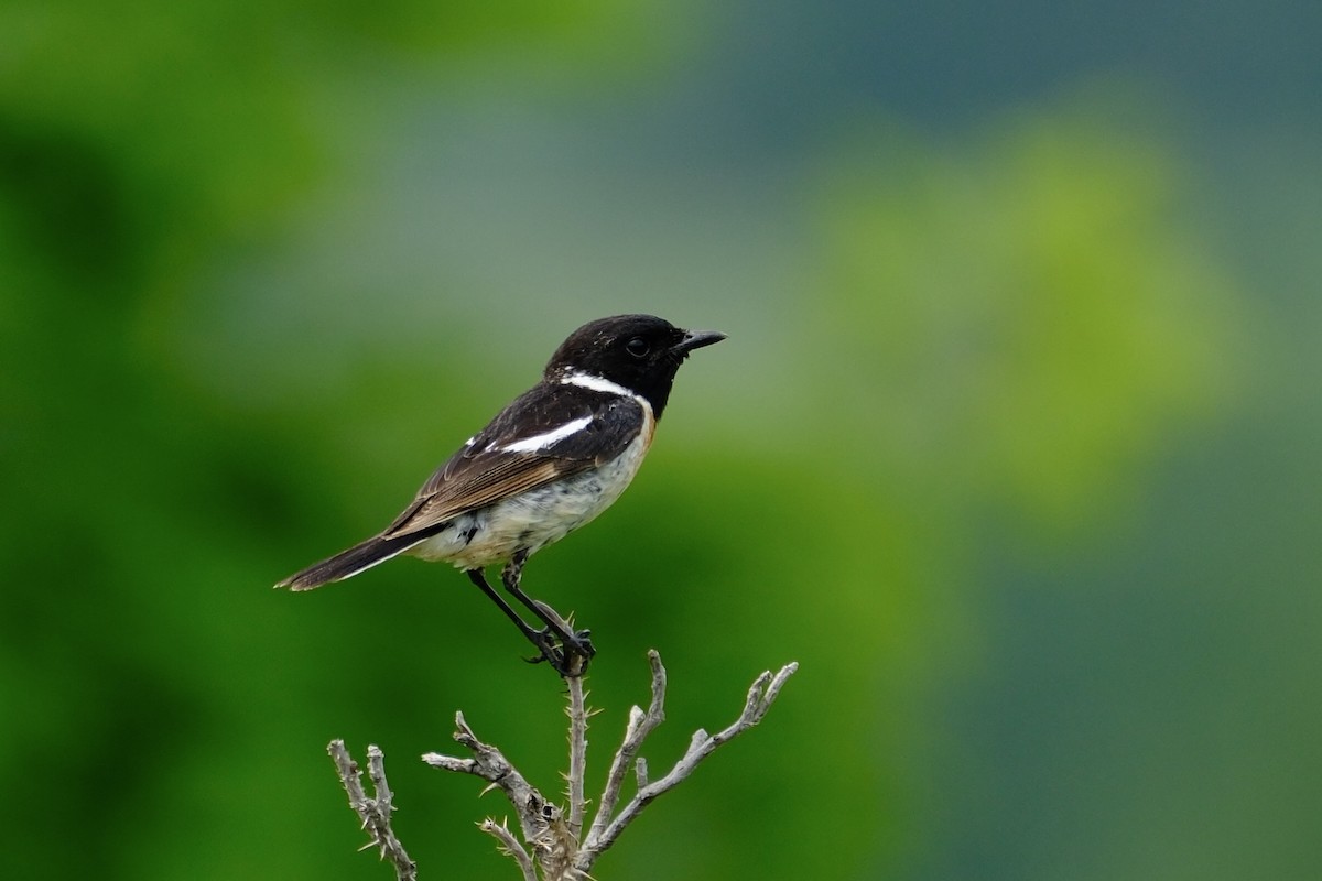 Amur Stonechat - ML620703579