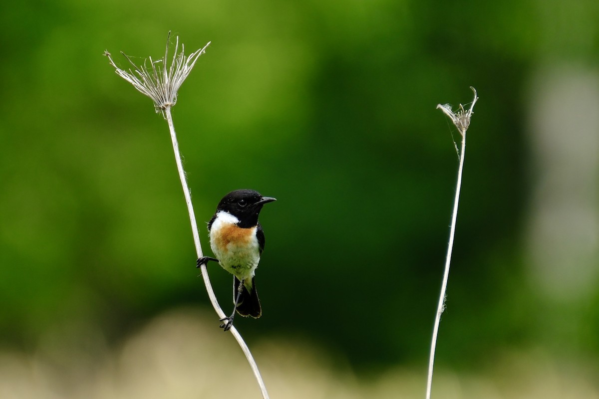 Amur Stonechat - ML620703580