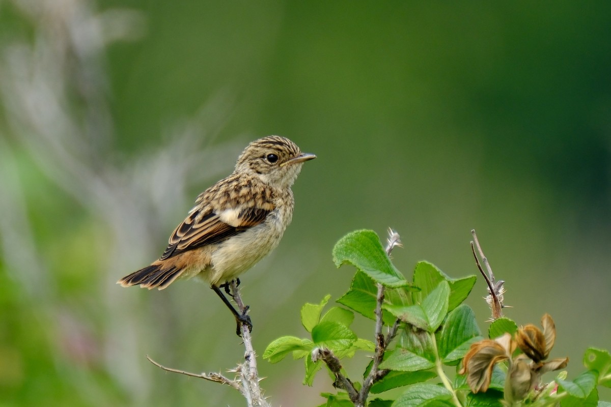 Amur Stonechat - ML620703581