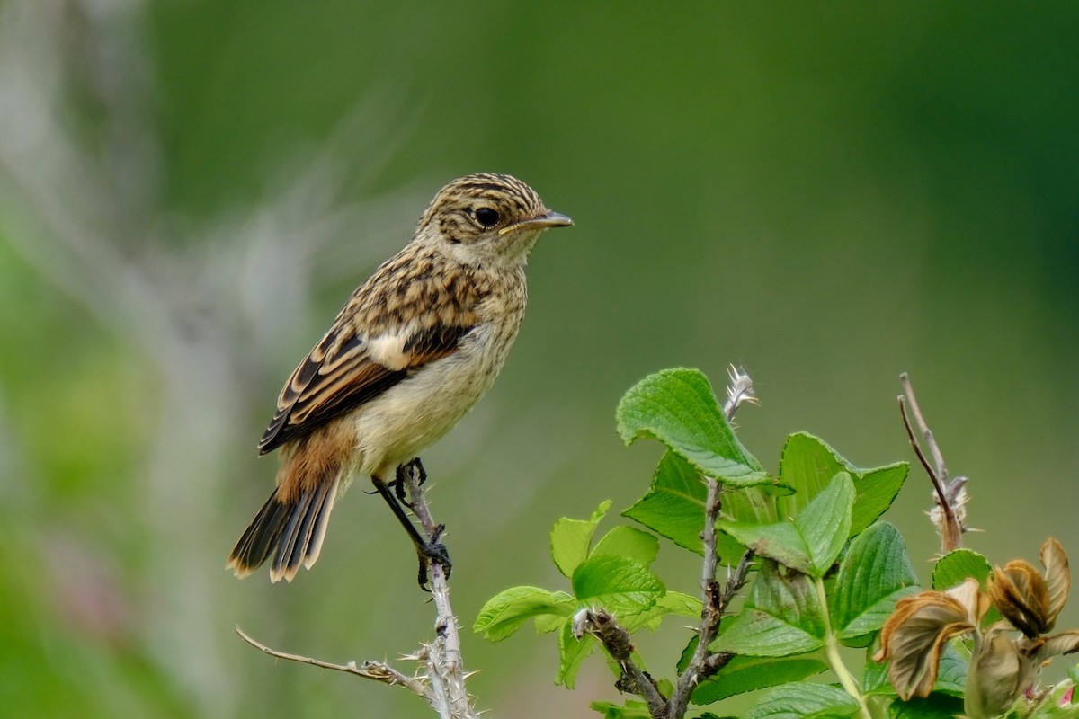 Amur Stonechat - ML620703582