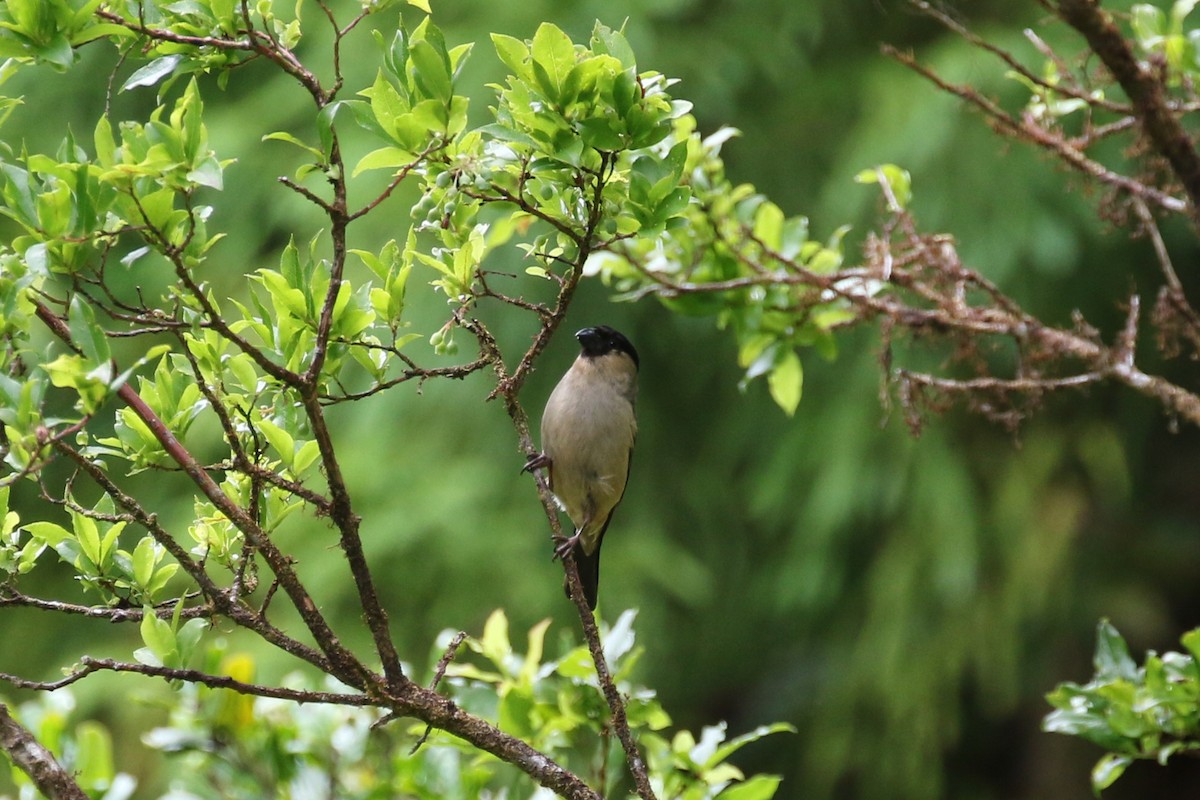 Azores Bullfinch - Sabrina Hepburn