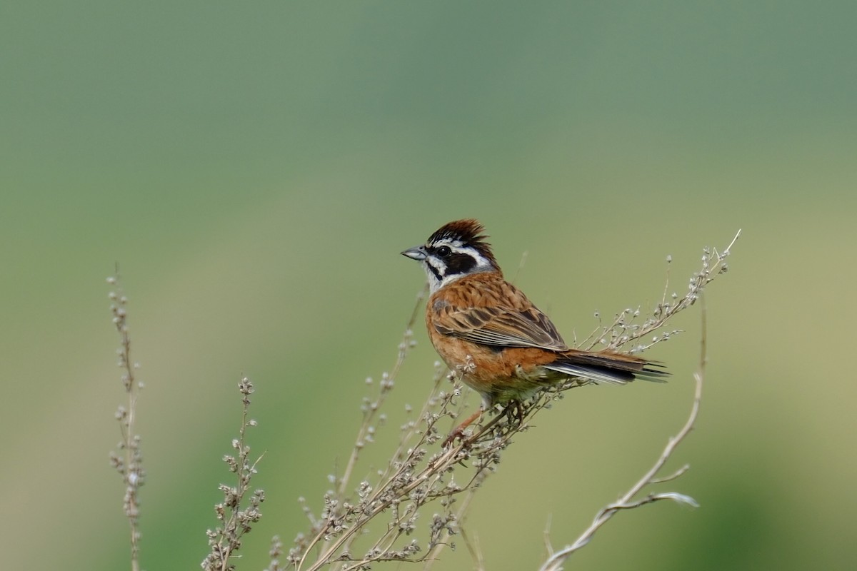 Meadow Bunting - ML620703586