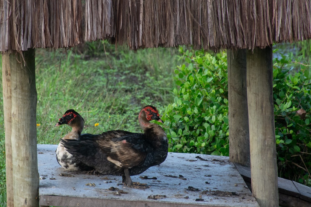 Muscovy Duck - ML620703587