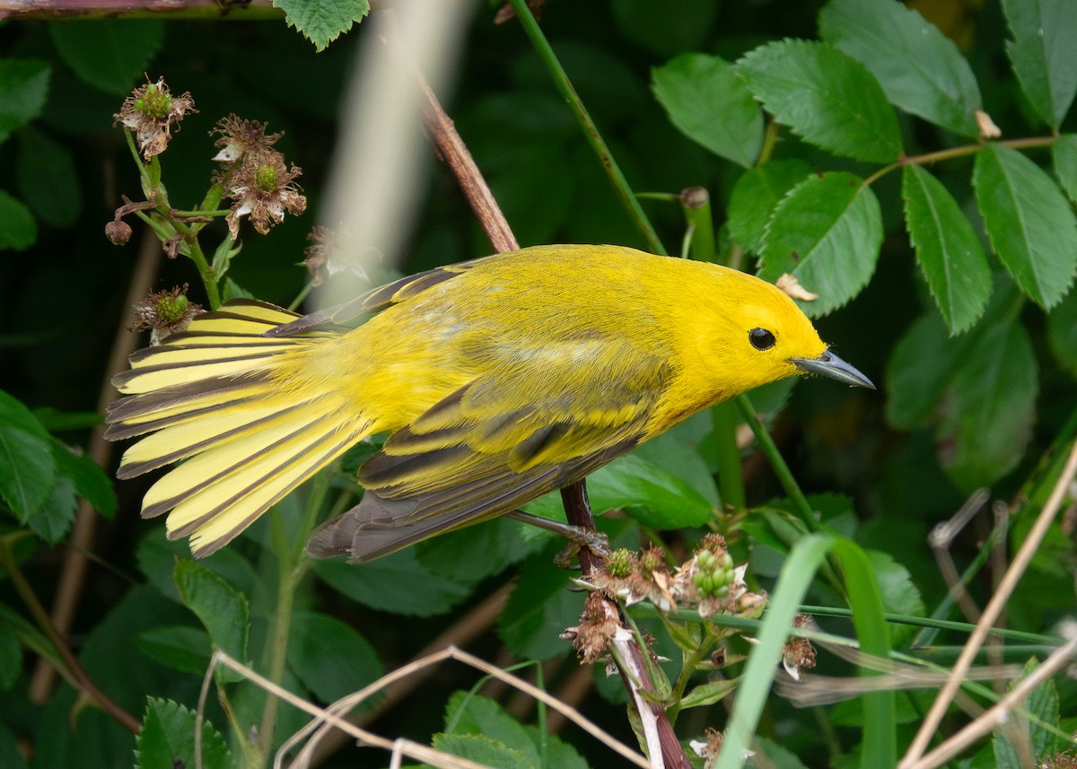 Yellow Warbler (Northern) - ML620703589